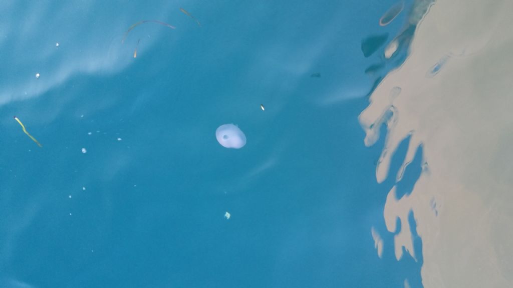 medusa da identificare